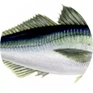 Atlantic horse mackerel - Fish