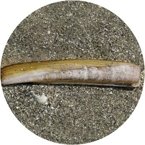 Atlantic jackknife clam