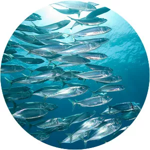 Atlantic mackerel