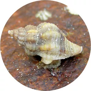 Atlantic oyster drill