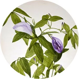 Atlantic pigeonwings