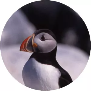 Atlantic puffin