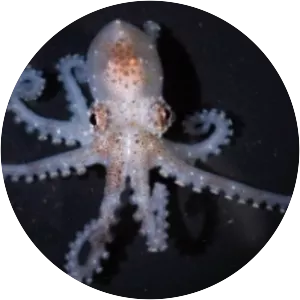 Atlantic pygmy octopus