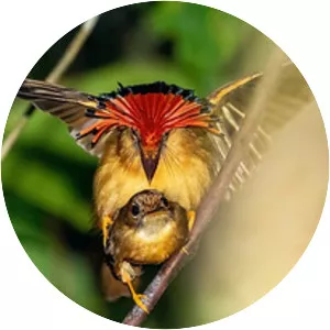 Atlantic royal flycatcher