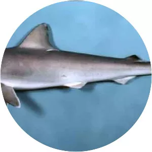 Atlantic sharpnose shark