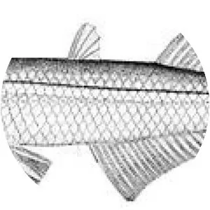 Atlantic silverside