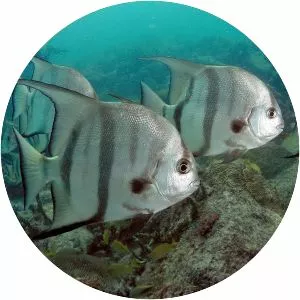 Atlantic spadefish