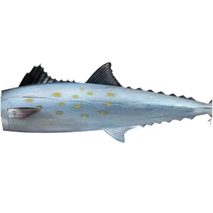 Atlantic Spanish mackerel