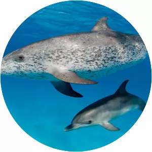 Atlantic spotted dolphin