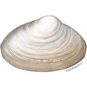 Atlantic surf clam