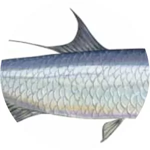 Atlantic tarpon