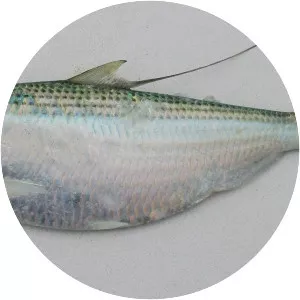 Atlantic thread herring - 