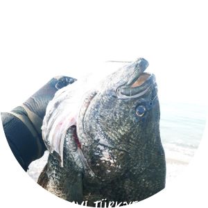 Atlantic tripletail