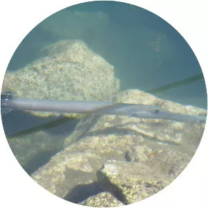 Atlantic trumpetfish