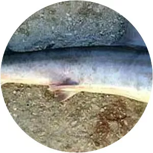 Atlantic weasel shark - 