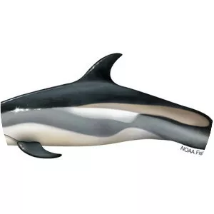 Atlantic white-sided dolphin