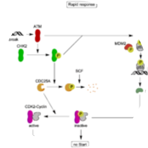 ATM serine/threonine kinase