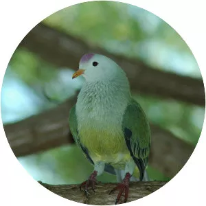 Atoll fruit dove