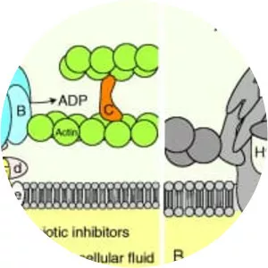 ATPase - Protein
