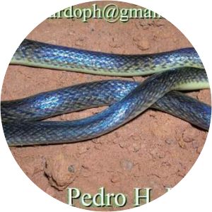 Atractus pantostictus - 