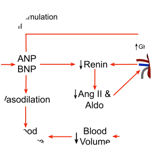 Atrial natriuretic peptide - 