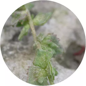 Atriplex glabriuscula