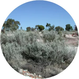 Atriplex nummularia