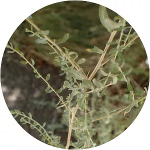 Atriplex polycarpa