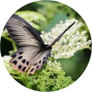 Atrophaneura horishana