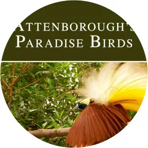 Attenborough's Paradise Birds - TV program