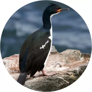 Auckland shag - Birds