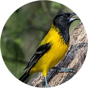 Audubon's oriole - Bird