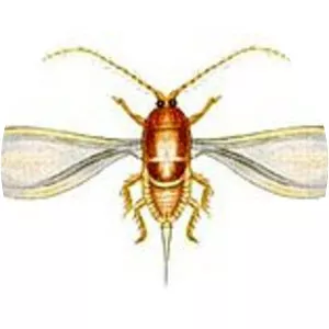 Aulacaspis