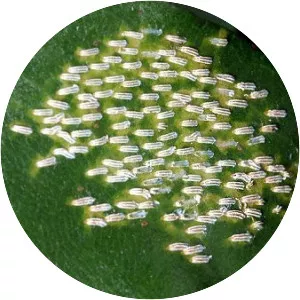 Aulacaspis tubercularis - 