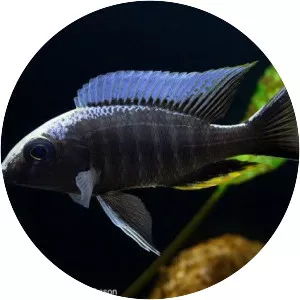 Aulonocara kandeensis