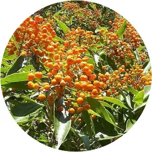 Auranticarpa rhombifolia - 