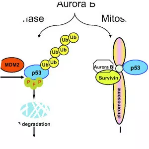 Aurora B kinase