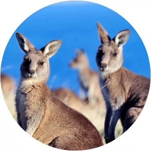 Aussie Animal Island - TV program