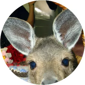 Aussie Animal Rescue - TV program