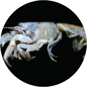 Austinogebia edulis - Animal