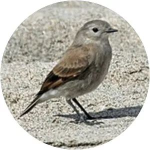 Austral negrito - Bird