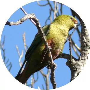 Austral parakeet
