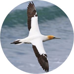 Australasian gannet