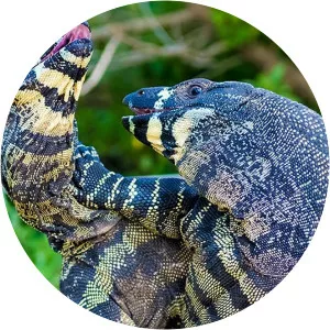 Australia Remastered: Wild WarsSince 2021