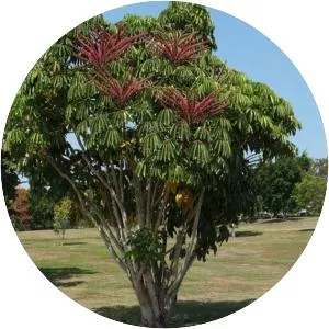 Australia umbrella tree