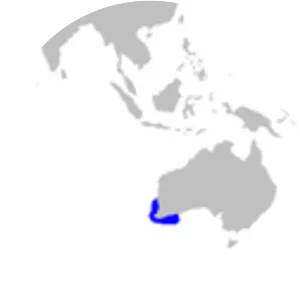 Australian blackspotted catshark - Fish