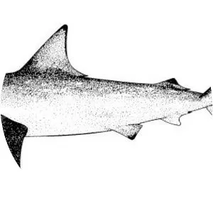 Australian blacktip shark - 