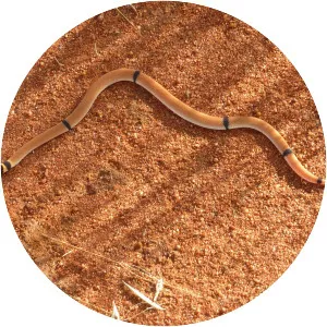 Australian brown snakes