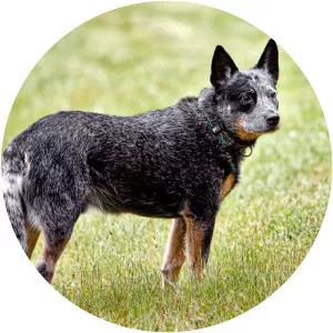 Australian Cattle Dog - Dog breed