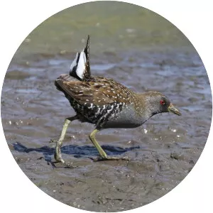 Australian crake